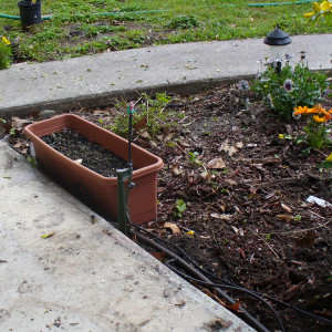 Front Garden 2011